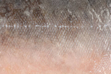 Fototapeta premium An extreme close-up presents the gradual transition from the dark, scaled skin to the lighter pink flesh of a frozen salmon fillet, creating an abstract texture background