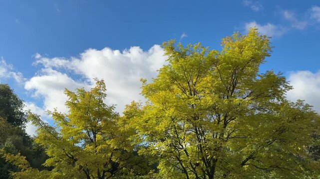 Yellow trees amur cork phellodendron amurense and blue sky in the autumn park.