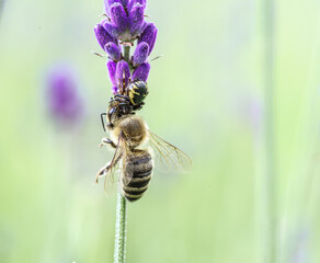 pająk Napoleona (Synema globosum) atakuje pszczołę