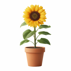 Obraz premium Realistic single blooming sunflower with green leaves in terracotta clay pot isolated on transparent background.