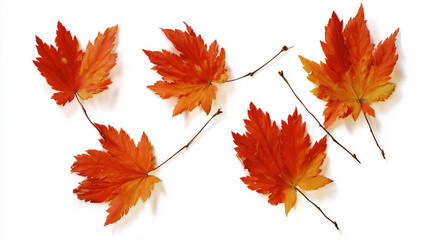 Fototapeta premium Close-up of Translucent Dried Maple Leaves