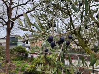 Olea europaea has small, round fruits that come in both green and black varieties. The fruit is edible and produces a nutritious oil that is also used medicinally.