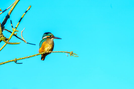 zimorodek siedzi na gałęzi na tle błękitnego nieba