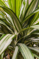 lose-Up of Lush Green Dracaena Plant Leaves