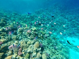 Schnorcheln in Ägypten