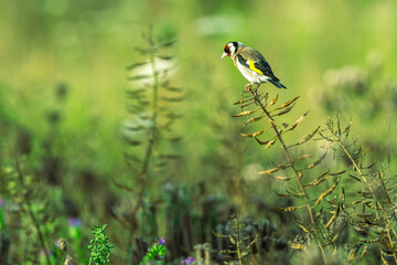 Szczygieł (Carduelis carduelis) gatunek małego ptaka z rodziny łuszczakowatych © Henryk Niestrój
