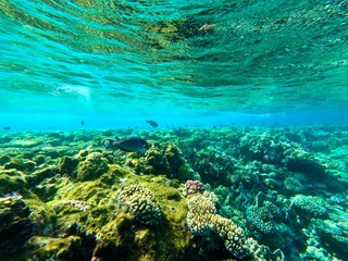 Schnorcheln in Ägypten