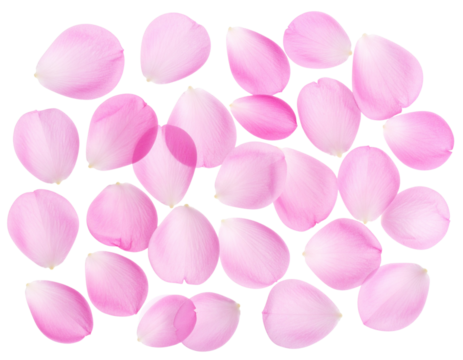  Scattered Pink Flower Petals in Artistic Arrangement, Top-Down Flat Lay, Transparent Background