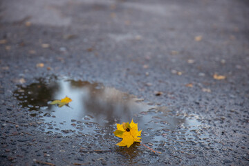 A yellow leaf rests on wet pavement, surrounded by small puddles reflecting the sky. The scene captures the essence of autumn and nature's beauty.