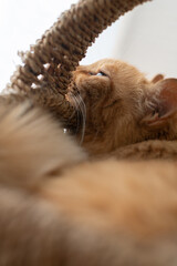 窓辺で眠る可愛い猫　茶トラ猫