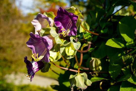 Purple calyxes of the bell vine, also known as Cobaea scandens, the cup-and-saucer vine, cathedral bells, Mexican ivy, or monastery bells. It is a fast-growing climbing plant