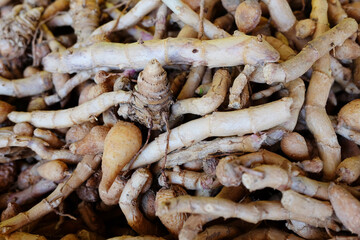 Ginger and galangal shoots or roots, a type of plant found in the forest, are sold in the plant market in Thailand