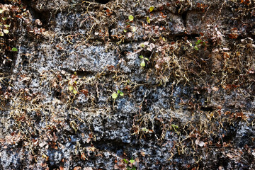 Old gray stone wall with moss background