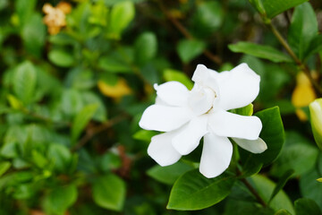 Beautiful blooming white hardenia jasminoides flower bush in tropical garden. Copy space