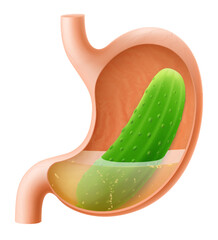 Human Stomach with cucumber. The stomach digests cucumbers. A stomach filled with healthy and wholesome food. Proper nutrition. Realistic 3d Vector illustration. Food digestion process illustration