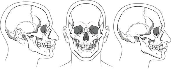Anatomical illustration of human skull from frontal and side profiles