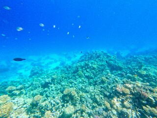 Schnorcheln in Ägypten