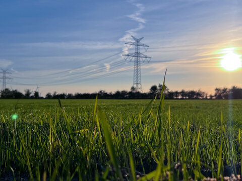 Sunset view with blu sky and close up of green blades of grass in the field, hight voltage line in background 