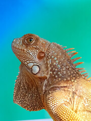 Close up of a juvenile red iguana. Focus on The Iguana spikes, eyes and scales.