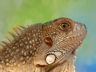Obraz premium Close up of a juvenile red iguana. Focus on The Iguana spikes, eyes and scales.