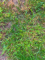Green grass texture for background,  very good texture