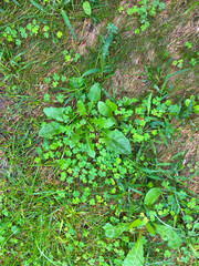 Green grass texture for background,  very good texture
