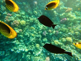 Schnorcheln in Ägypten