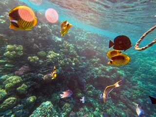 Schnorcheln in Ägypten