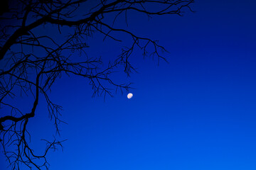 夜の街と枯れ枝のシルエット