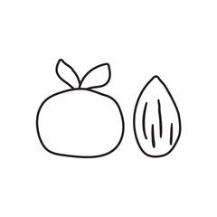 Outline icon. Vector illustration of a mandarin and nut. Holiday design for traditional gifts for Sinterklaas.