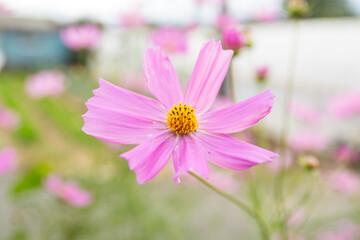 pink cosmos flower