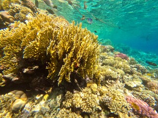 Schnorcheln in Ägypten