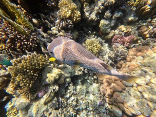 Schnorcheln in Ägypten