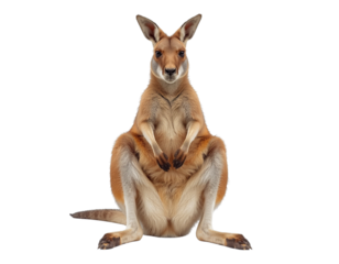 Copy of Copy of Copy of Copy of Untitled - Title 4: Relaxed Kangaroo Sitting on Ground with Folded Legs, Calm Pose, Studio Background