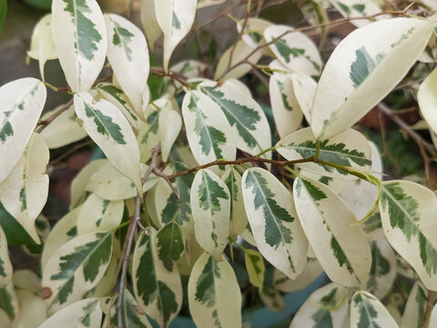 Foliages of Ficus benjamina starlight. Beautiful variegated white and green coloration