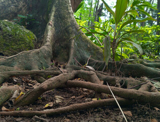 Obraz premium A big tree roots spread across the ground