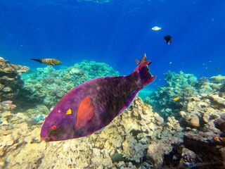 Schnorcheln in Ägypten