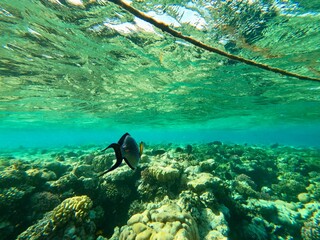 Schnorcheln in Ägypten