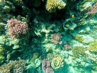 Schnorcheln in Ägypten