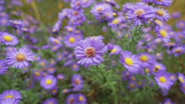 A field of purple asters sways in the gentle breeze, their petals sparkling in the autumn light. A soothing moment of riotous colours and tranquility.