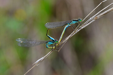 Große Pechlibelle // Blue-tailed damselfly, common bluetail (Ischnura elegans)