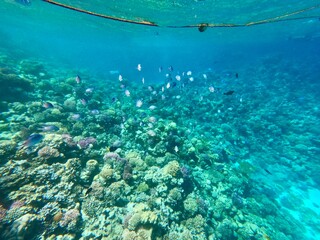 Schnorcheln in Ägypten