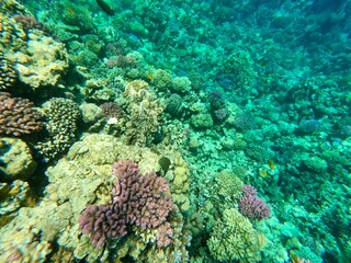 Schnorcheln in Ägypten