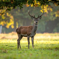 Majestic deer stands in a sunlit field, framed by overhanging foliage