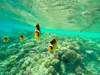 Schnorcheln in Ägypten