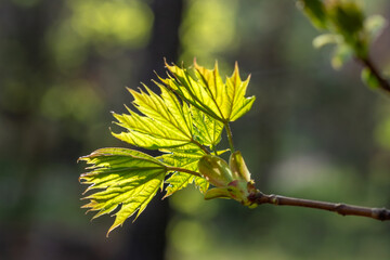 Young delicate leaves on a thin branch close-up.