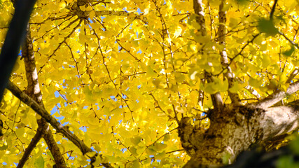 紅葉したイチョウ