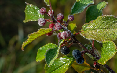 The frost covered the plants with white patterns. The first frosts.