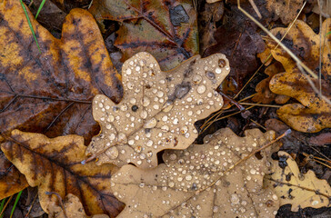 Drops after rain sparkle beautifully on the leaves like precious stones.