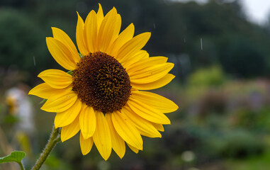 Beautiful yellow sunflowers close-up.